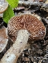  ( - HAY-F-005554)  @11 [ ] by (2023) Mandy Hackney Fungal Diversity Survey