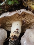  ( - HAY-F-005565)  @11 [ ] by (2023) Mandy Hackney Fungal Diversity Survey