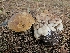  ( - HAY-F-005541)  @11 [ ] by (2023) Mandy Hackney Fungal Diversity Survey
