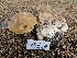  ( - HAY-F-005541)  @11 [ ] by (2023) Mandy Hackney Fungal Diversity Survey