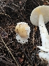  (Amanita sp. pseudobreckonii - HAY-F-005542)  @11 [ ] by (2023) Mandy Hackney Fungal Diversity Survey