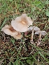 ( - HAY-F-005543)  @11 [ ] by (2023) Mandy Hackney Fungal Diversity Survey