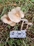  ( - HAY-F-005543)  @11 [ ] by (2023) Mandy Hackney Fungal Diversity Survey