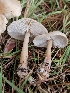  ( - HAY-F-005543)  @11 [ ] by (2023) Mandy Hackney Fungal Diversity Survey