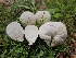  (Lycoperdon pratense - HAY-F-005532)  @11 [ ] by (2023) Mandy Hackney Fungal Diversity Survey