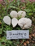  ( - HAY-F-005532)  @11 [ ] by (2023) Mandy Hackney Fungal Diversity Survey