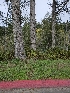  ( - HAY-F-005532)  @11 [ ] by (2023) Mandy Hackney Fungal Diversity Survey