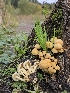  ( - HAY-F-005553)  @11 [ ] by (2023) Mandy Hackney Fungal Diversity Survey