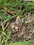  (Parasola lactea - HAY-F-005557)  @11 [ ] by (2023) Mandy Hackney Fungal Diversity Survey