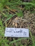  ( - HAY-F-005557)  @11 [ ] by (2023) Mandy Hackney Fungal Diversity Survey