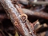  ( - HAY-F-007495)  @11 [ ] by (2023) Mandy Hackney Fungal Diversity Survey