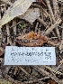  ( - HAY-F-007495)  @11 [ ] by (2023) Mandy Hackney Fungal Diversity Survey