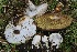  ( - HAY-F-007315)  @11 [ ] by-nc (2023) Taye Bright Fungal Diversity Survey