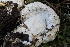  ( - HAY-F-007315)  @11 [ ] by-nc (2023) Taye Bright Fungal Diversity Survey