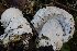 ( - HAY-F-007315)  @11 [ ] by-nc (2023) Taye Bright Fungal Diversity Survey