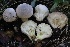  ( - HAY-F-007316)  @11 [ ] by-nc (2023) Taye Bright Fungal Diversity Survey