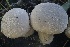  ( - HAY-F-007316)  @11 [ ] by-nc (2023) Taye Bright Fungal Diversity Survey