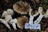  ( - HAY-F-007318)  @11 [ ] by-nc (2023) Taye Bright Fungal Diversity Survey