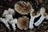  ( - HAY-F-007318)  @11 [ ] by-nc (2023) Taye Bright Fungal Diversity Survey