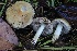  (Inocybe sp. CA41 - HAY-F-007320)  @11 [ ] by-nc (2023) Taye Bright Fungal Diversity Survey