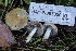  ( - HAY-F-007320)  @11 [ ] by-nc (2023) Taye Bright Fungal Diversity Survey