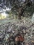  ( - HAY-F-007324)  @11 [ ] by-nc (2023) Taye Bright Fungal Diversity Survey