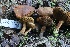 ( - HAY-F-007324)  @11 [ ] by-nc (2023) Taye Bright Fungal Diversity Survey