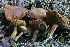  ( - HAY-F-007324)  @11 [ ] by-nc (2023) Taye Bright Fungal Diversity Survey