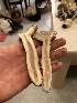  ( - HAY-F-007134)  @11 [ ] by-nc (2023) Dean Lyons Fungal Diversity Survey