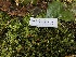  ( - HAY-F-007135)  @11 [ ] by-nc (2023) Dean Lyons Fungal Diversity Survey
