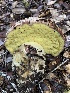  (Butyriboletus persolidus - HAY-F-007920)  @11 [ ] by-nc (2023) Dean Lyons Fungal Diversity Survey