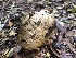  ( - HAY-F-007920)  @11 [ ] by-nc (2023) Dean Lyons Fungal Diversity Survey