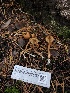  ( - HAY-F-007137)  @11 [ ] by-nc (2023) Dean Lyons Fungal Diversity Survey