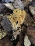  ( - HAY-F-007141)  @11 [ ] by-nc (2023) Dean Lyons Fungal Diversity Survey