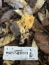  (Ramaria sp. PNW41 - HAY-F-007141)  @11 [ ] by-nc (2023) Dean Lyons Fungal Diversity Survey