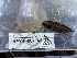  ( - HAY-F-007144)  @11 [ ] by-nc (2023) Dean Lyons Fungal Diversity Survey
