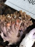  ( - HAY-F-007148)  @11 [ ] by-nc (2023) Dean Lyons Fungal Diversity Survey
