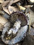  ( - HAY-F-007146)  @11 [ ] by-nc (2023) Dean Lyons Fungal Diversity Survey