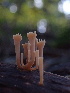  (Artomyces cristatus - HAY-F-007142)  @11 [ ] by-nc (2023) Dean Lyons Fungal Diversity Survey