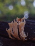 ( - HAY-F-007142)  @11 [ ] by-nc (2023) Dean Lyons Fungal Diversity Survey