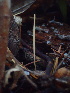  ( - HAY-F-007144)  @11 [ ] by-nc (2023) Dean Lyons Fungal Diversity Survey