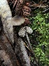  (Entoloma sp. CA11 - HAY-F-007832)  @11 [ ] by-nc (2023) Dean Lyons Fungal Diversity Survey