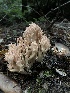  (Ramaria sp. botrytis-PNW02 - HAY-F-007830)  @11 [ ] by-nc (2023) Dean Lyons Fungal Diversity Survey