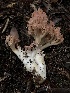  ( - HAY-F-007830)  @11 [ ] by-nc (2023) Dean Lyons Fungal Diversity Survey