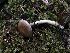  ( - HAY-F-007929)  @11 [ ] by-nc (2023) Dean Lyons Fungal Diversity Survey