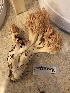  ( - HAY-F-007830)  @11 [ ] by-nc (2023) Dean Lyons Fungal Diversity Survey