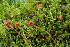  ( - HAY-F-007135)  @11 [ ] by-nc (2023) Dean Lyons Fungal Diversity Survey