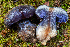  ( - HAY-F-007150)  @11 [ ] by-nc (2023) Dean Lyons Fungal Diversity Survey