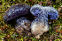  ( - HAY-F-007150)  @11 [ ] by-nc (2023) Dean Lyons Fungal Diversity Survey