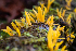  (Calocera sp. cornea-OH01 - HAY-F-007136)  @11 [ ] by-nc (2023) Dean Lyons Fungal Diversity Survey